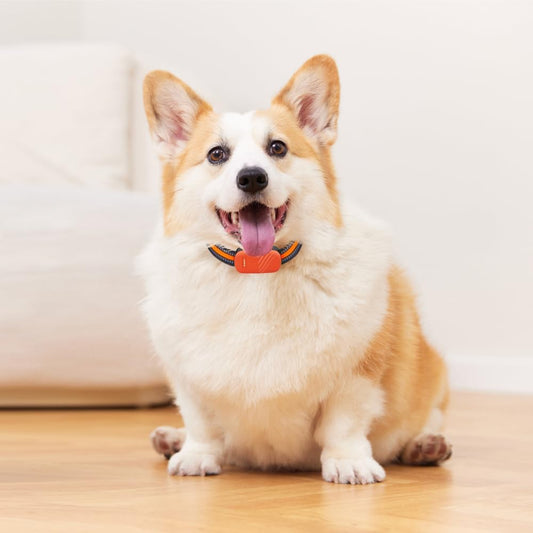 Top 5 Wellness Tech Gadgets for Dogs in 2025 (That You’ll Love Too!)