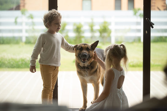 DIY Summer Outdoor Games to Keep Your Dog Fit & Happy