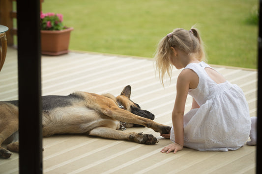 How to Build a ‘Petio’: The Ultimate Outdoor Playground for Your Pup