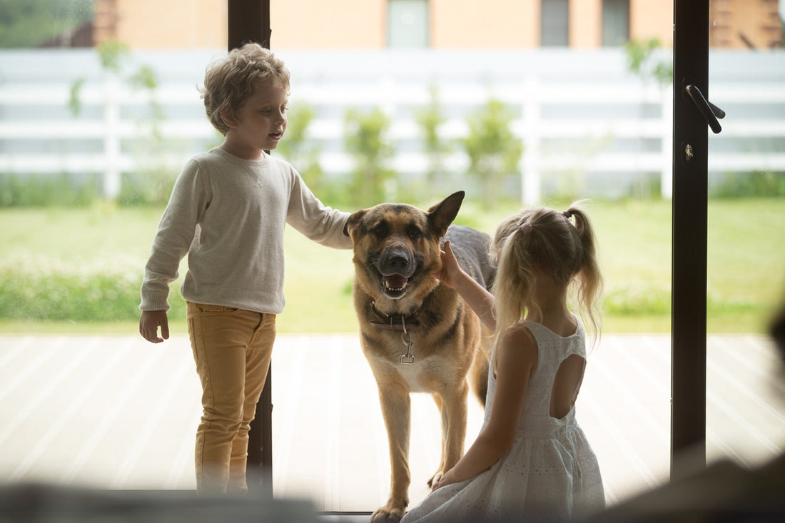 DIY Summer Outdoor Games to Keep Your Dog Fit & Happy
